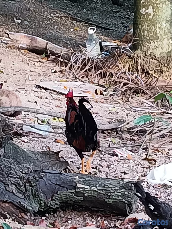 animales y mascotas - MI 🐓 GALLO METRALLA 3