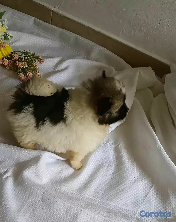 animales y mascotas - pomerania hembra lista para ir a su nuevo hogar 2