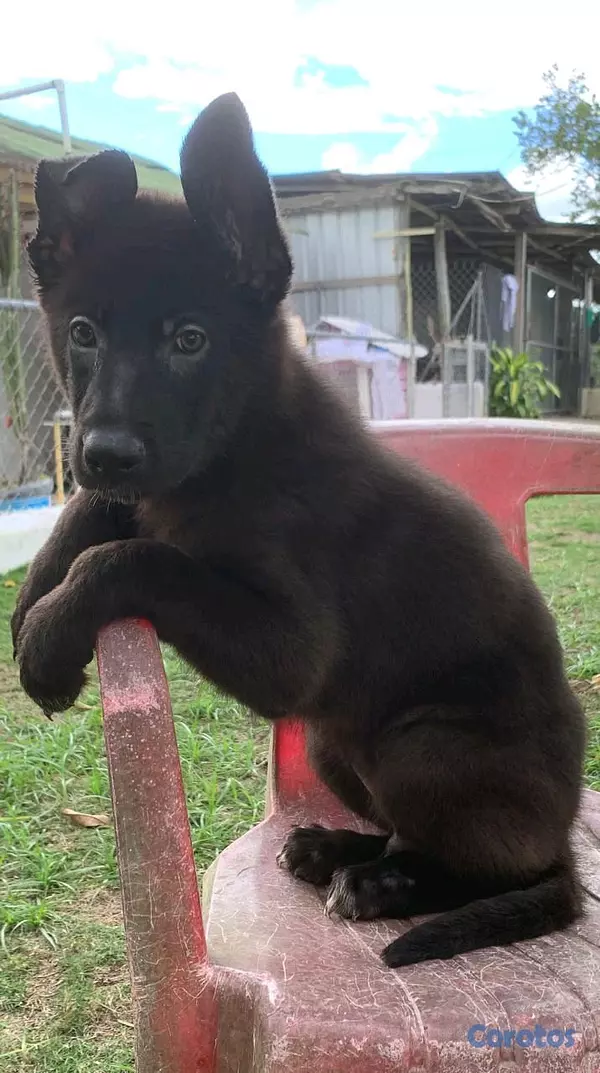 animales y mascotas - pastor alemán  2