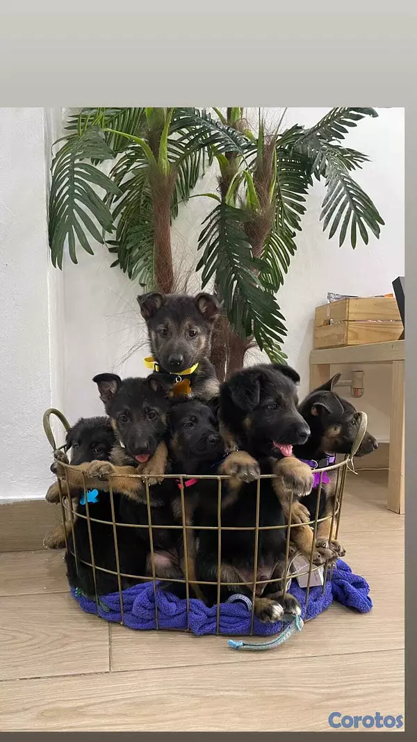 animales y mascotas - Cachorros puros de Pastor Alemán  4