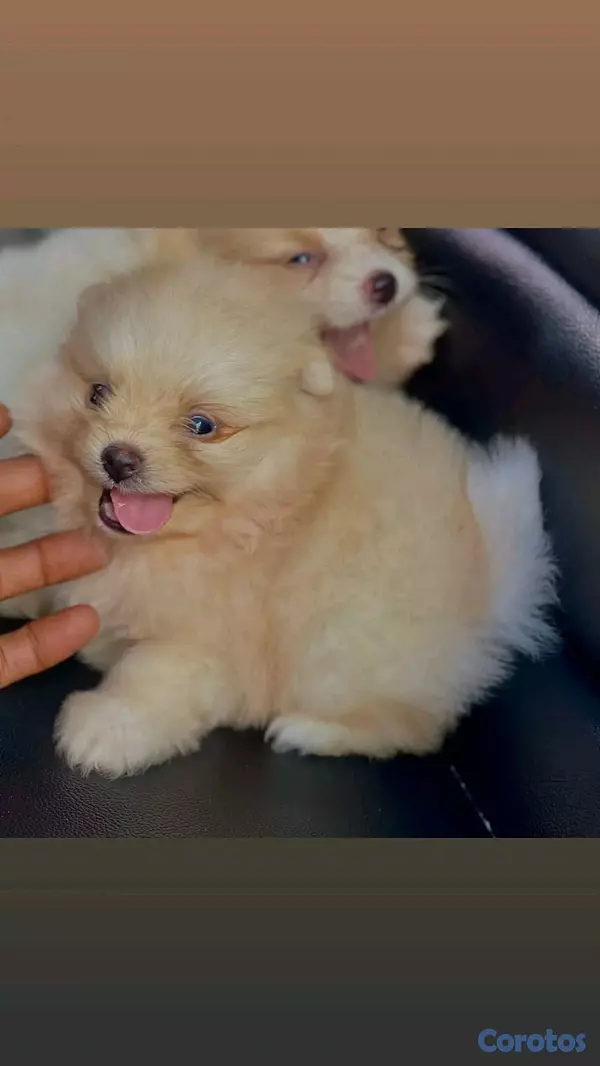 animales y mascotas - hermosos cachorritos pomerania mini 3