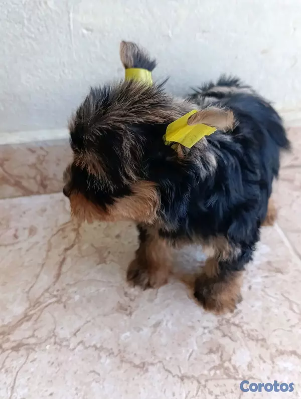animales y mascotas - Cachorrita Yorkie hembra exótica.  3