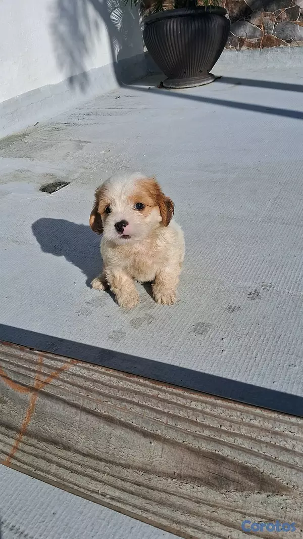 animales y mascotas - hermosos cachorritos de shipoo toy machos  9