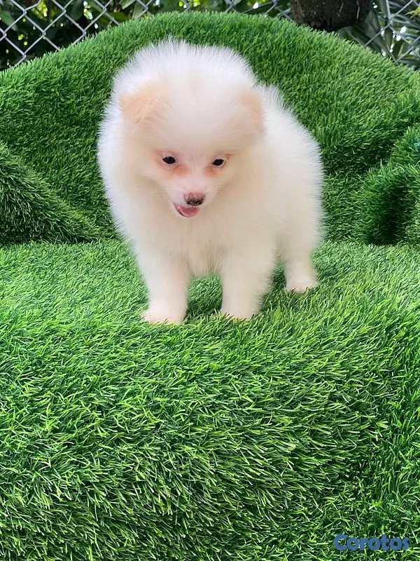 animales y mascotas - Hermosos cachorritos de Pomerania mini  2
