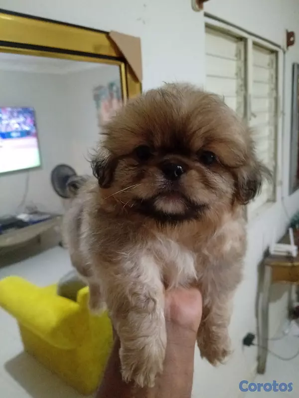 animales y mascotas - Pekines/pequines macho  6