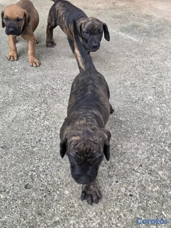 animales y mascotas - Fila brasileño  6