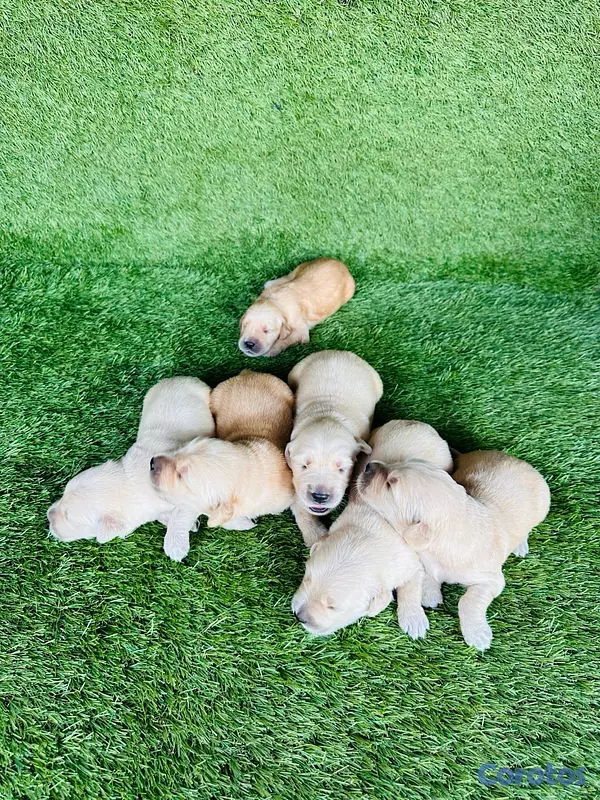 animales y mascotas - Cachorros Golden Retriever  2