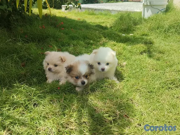 animales y mascotas -  Cachorros Pomeranias machos  3