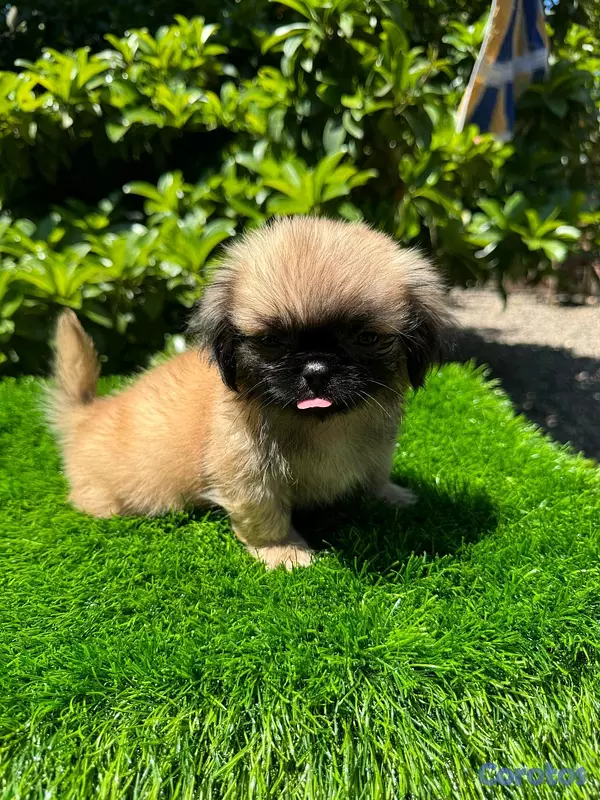 animales y mascotas - hermosos cachorritos pekines toy 2