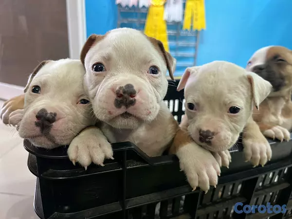 animales y mascotas - EXCELENTES EJEMPLARES BULLDOG AMERICANO 2