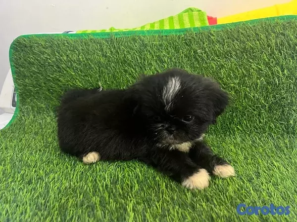 animales y mascotas - Hermosos cachorros Shippo 🐶🐾 6
