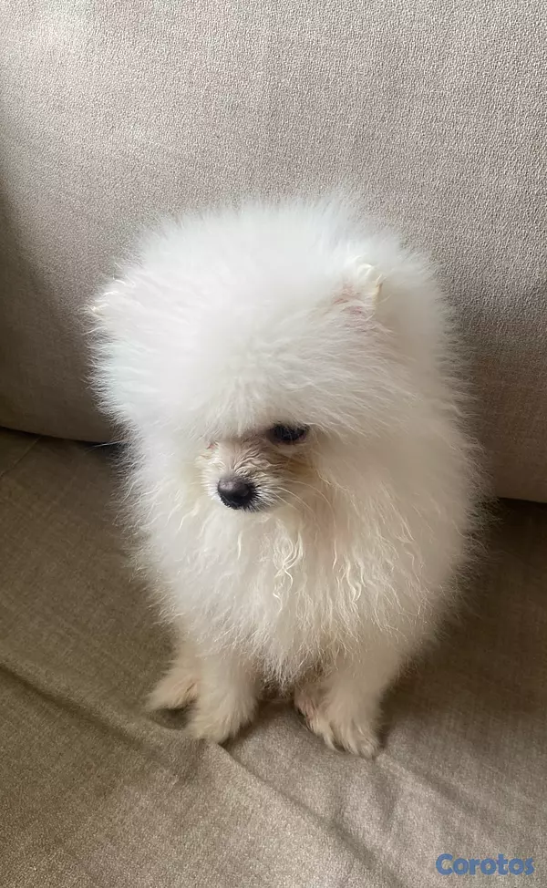 animales y mascotas - Pomerania de 3 meses de edad con sus vacunas, cara de muñeca,  papá cara de oso 2