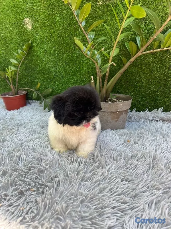 animales y mascotas - shih tzu machito .  4