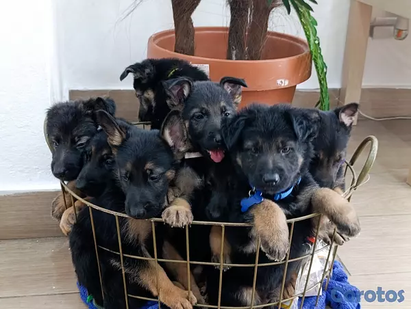 animales y mascotas - Cachorros puros de Pastor Alemán  2