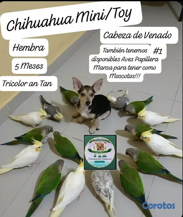 animales y mascotas - Chihuahua Hermosa pareja 4
