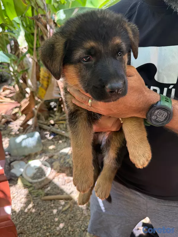 animales y mascotas - Hermoso cachorros Pastor Aleman 2