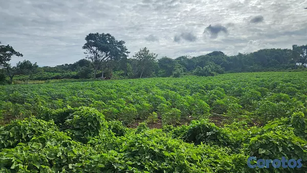 solares y terrenos - Vendo Terreno proximo a Playa Palenque con 100 metros frente al mar 4