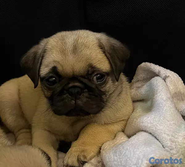 animales y mascotas - Cachorros Pug, hembra y macho. 3