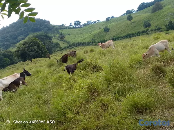 solares y terrenos - finca de 450 tareas con vocación ganadera en yamasa  14