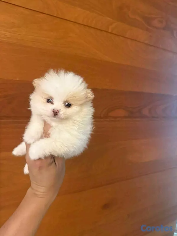 animales y mascotas - hermosos cachorritos pomerania mini 4