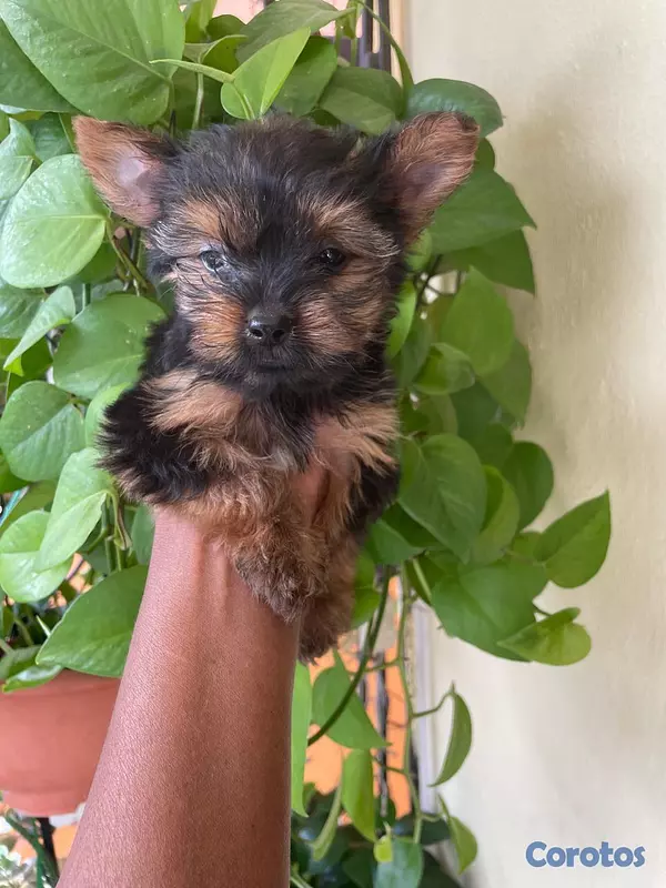 animales y mascotas - Yorkie Macho  9