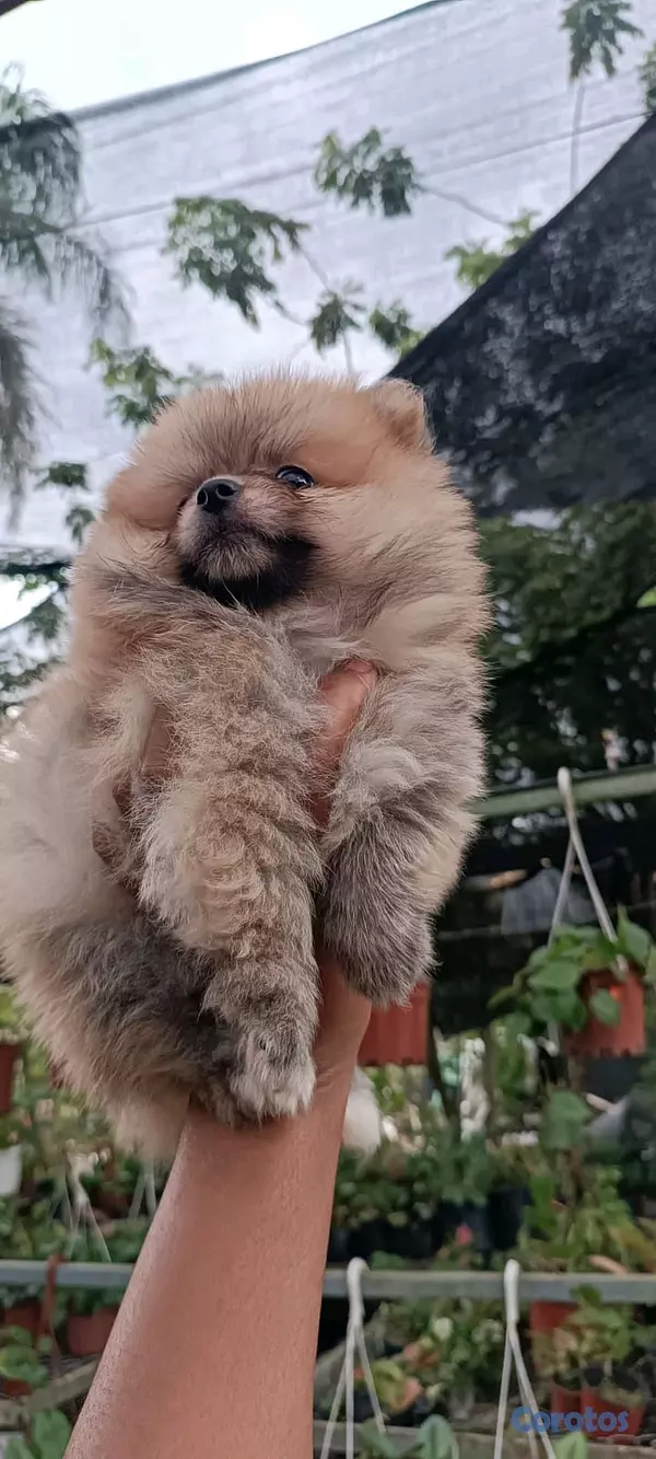 animales y mascotas - hermosos Cachorros pomerania toy 6