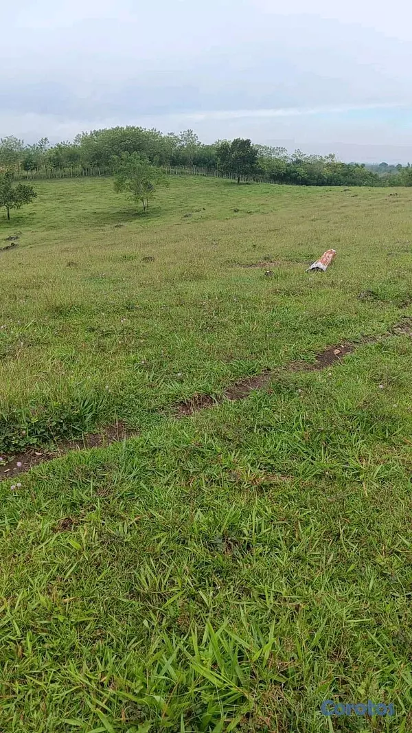solares y terrenos - finca de 376 tareasen sabana grande de boya  6