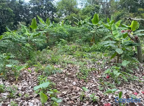 solares y terrenos - TERRENO EN VENTA – JAMAMÚ, SAN JOSE DE LAS MATAS 6