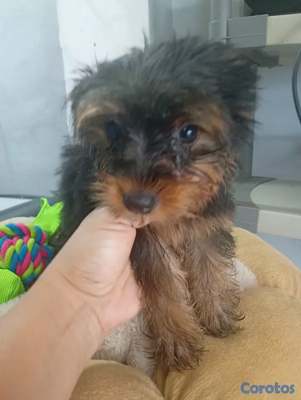 animales y mascotas - Mascota  5