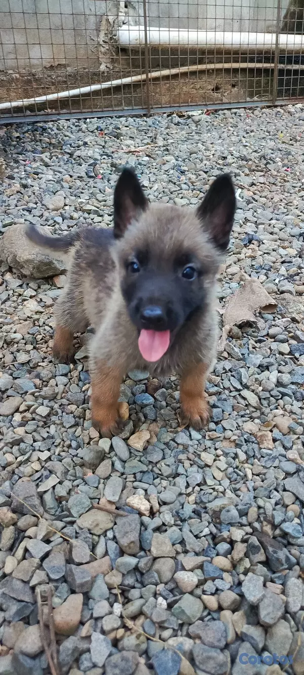animales y mascotas - Pastor Belga Malinois 2