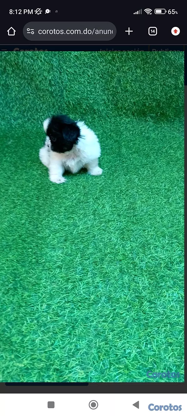 animales y mascotas - “Adorable Cachorro Shih Tzu Disponible – Amor a Primera Vista” 5