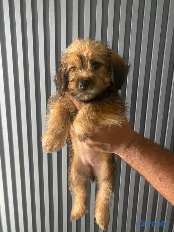 animales y mascotas - Cachorros Yorkie poo 3