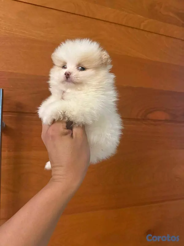 animales y mascotas - hermosos cachorritos pomerania mini 2