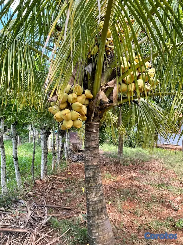 solares y terrenos - Finca Ganadera en Bayaguana de 855 tareas  9