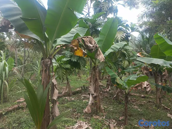 solares y terrenos - Venta finca 4