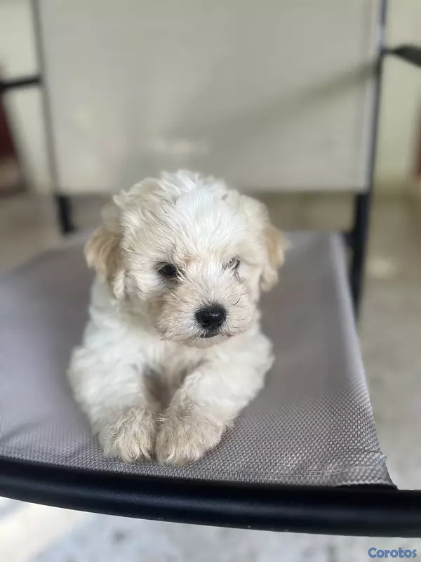 animales y mascotas - maltipoo hembras 7