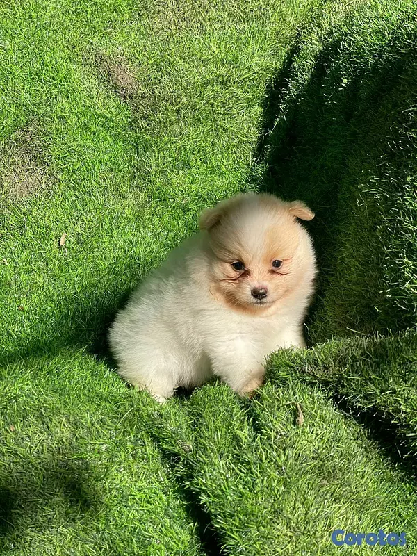 animales y mascotas - Hermosos cachorritos de pomerania mini 2
