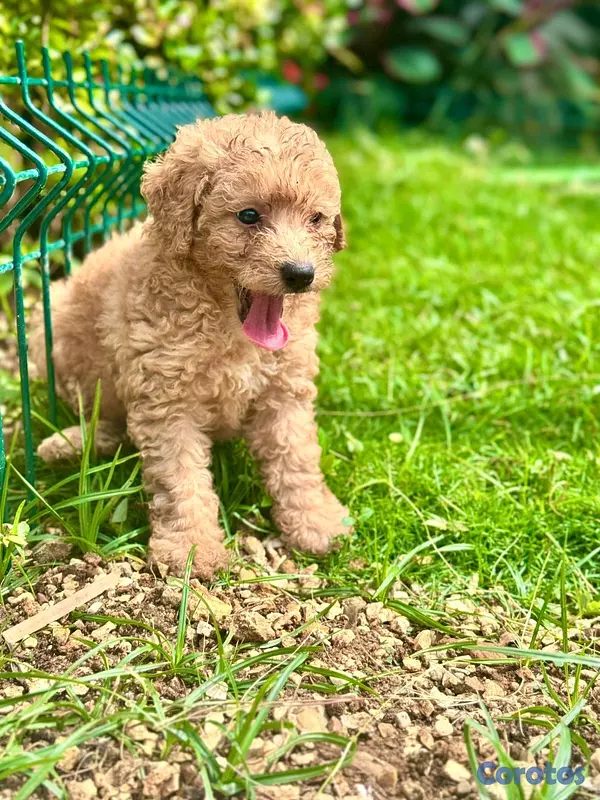 animales y mascotas - hermosos cachorritos poodle caniche  2