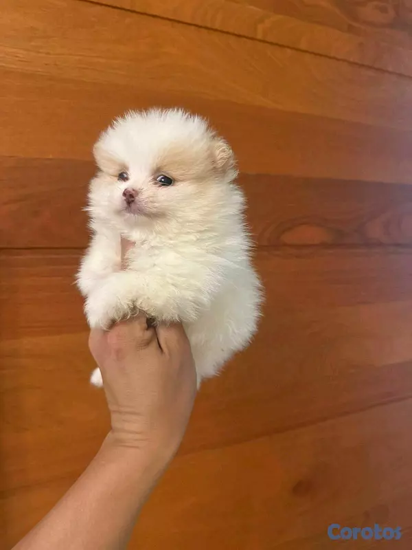 animales y mascotas - hermosos cachorritos pomerania mini 3