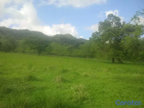 solares y terrenos - finca de 570 tareas en madre vieja sosua  7
