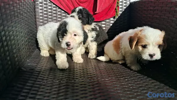 animales y mascotas - hermosos cachorritos de shipoo toy machos  8