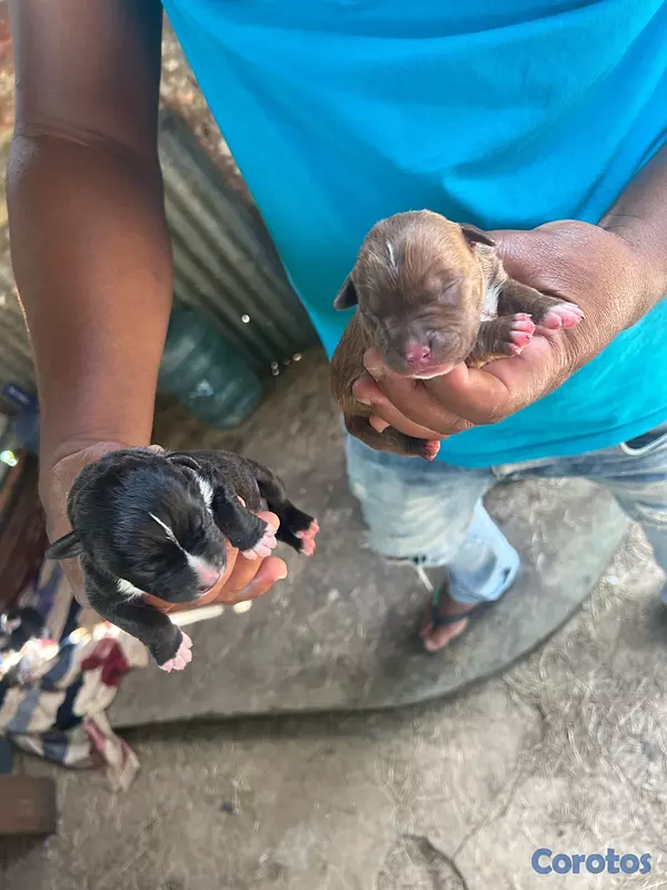 animales y mascotas - pitbulls  3