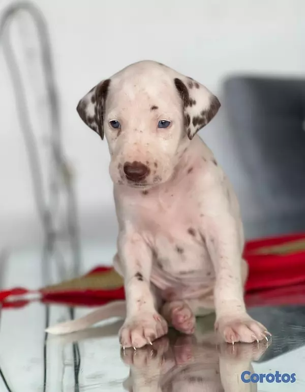animales y mascotas - Hermosos cachorros Dálmatas 🐶🐾 5