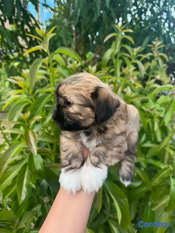 animales y mascotas - Shih poo  4