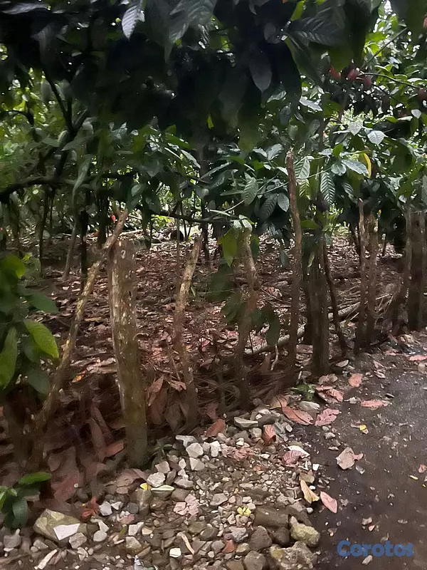 solares y terrenos - Terreno de 3 tareas en Bonao (Los Arroces) con cacao, agua y acceso 3