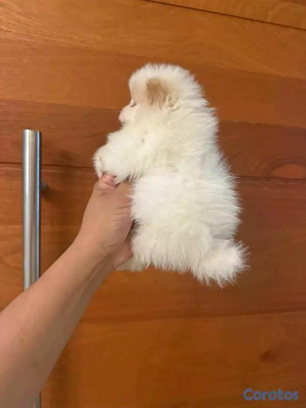 animales y mascotas - hermosos cachorritos pomerania mini 5