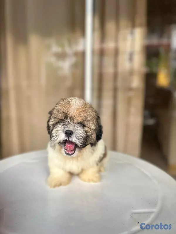 animales y mascotas - Shipoo macho  2