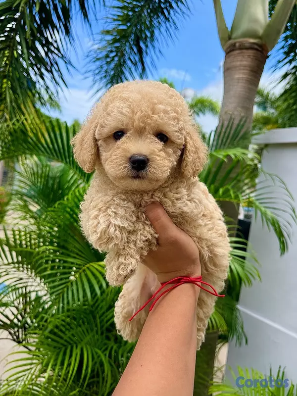 animales y mascotas - POODLE TOY  2