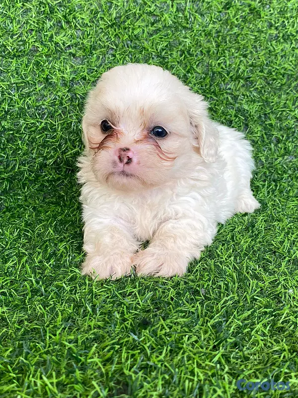 animales y mascotas - hermosos cachorritos de shipoo toy  9
