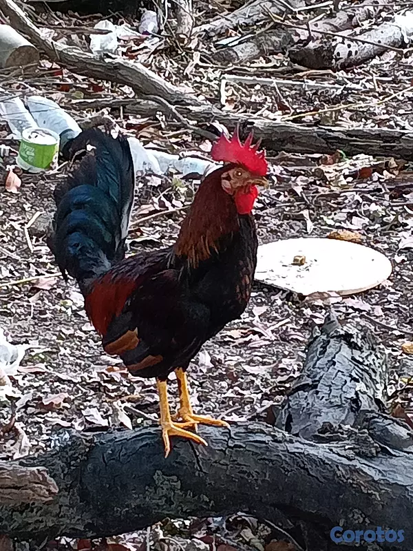 animales y mascotas - MI 🐓 GALLO METRALLA 4